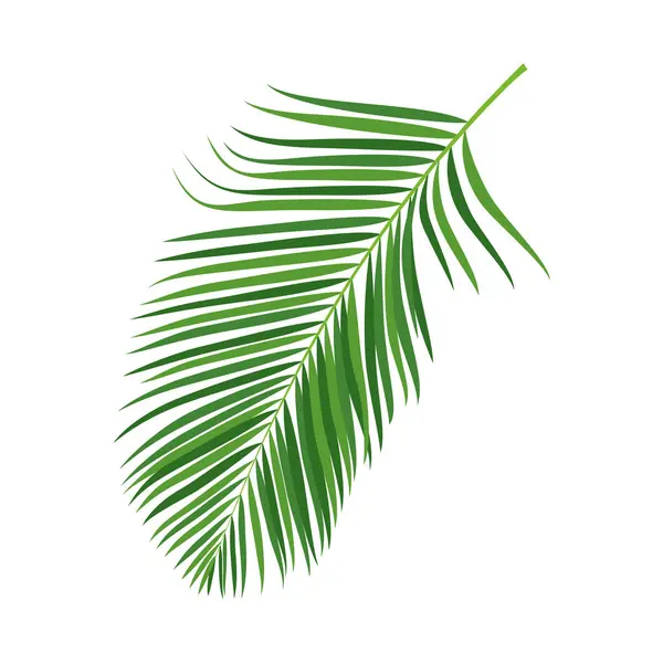 Palma Árvore Ramo Vetor Ilustração — Vetor de Stock