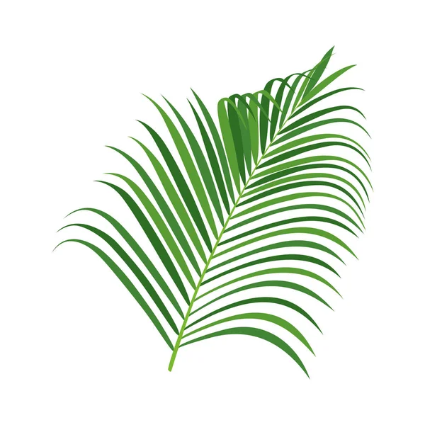 Illustration Vectorielle Branche Palmier — Image vectorielle