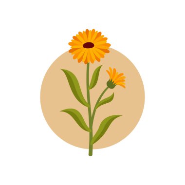 Calendula çiçek vektör çizimi