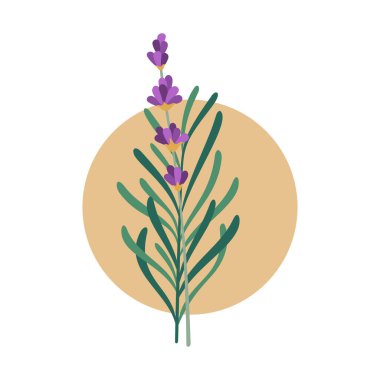 Lavanta bitkisi vektör çizimi