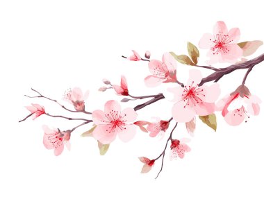 Çiçekli dal. Japon ağacı. Sakura. Vektör illüstrasyonu beyaz arkaplanda izole edildi