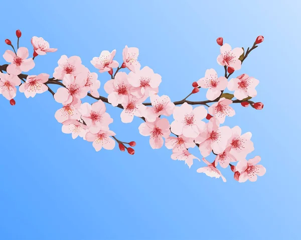 Гілка Квітами Японське Дерево Сакура Векторні Ілюстрації Ізольовані Синьому Фоні — стоковий вектор