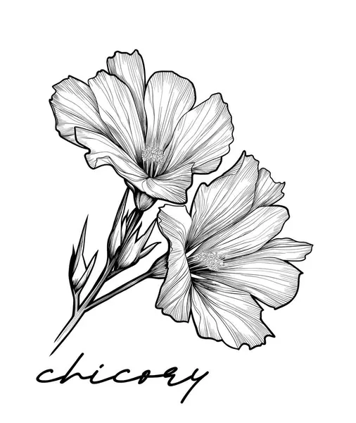 Beyaz Arkaplanda Chicory Çizimi Vektör Çizimi — Stok Vektör