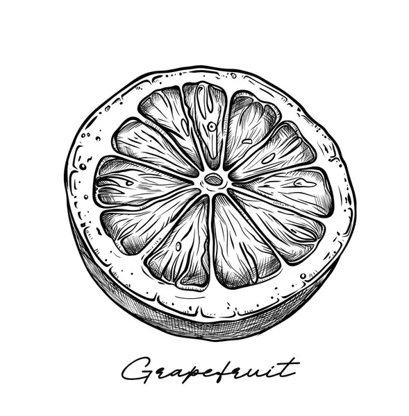 Citrom Grapefruit Narancssárga Kézzel Rajzolt Vektor Illusztráció Fehér Alapon — Stock Vector