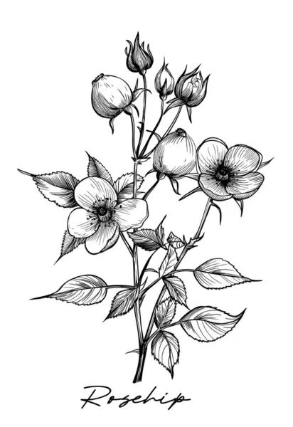 Rosehip Hand Drawn Vector Illustration White Background — Stock Vector