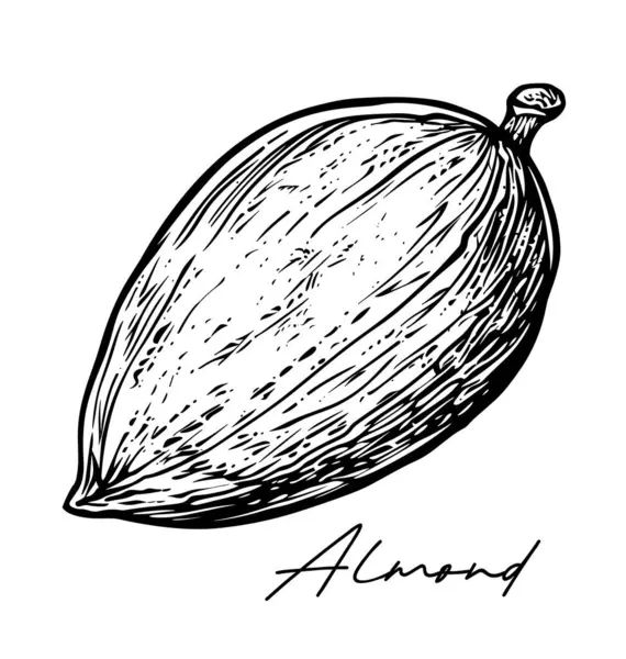 Almond Hand Drawn Black White Vector Illustration — Stock Vector