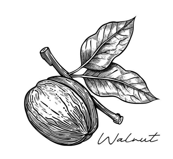 Walnut Hand Drawn Black White Vector Illustration — Stock Vector