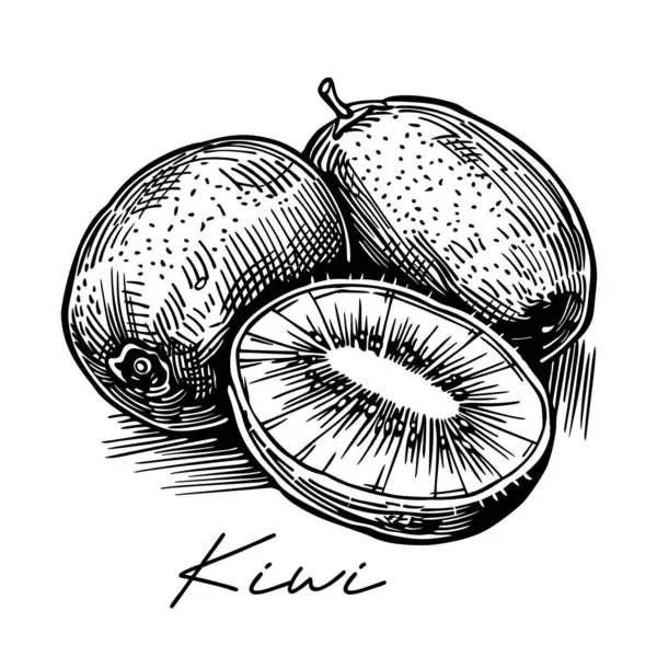 Kiwi Ovoce Ručně Kreslené Černobílé Vektorové Ilustrace — Stockový vektor