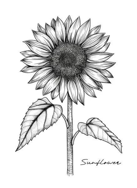 Floarea Soarelui Desenată Ilustrație Vectorială Alb Negru — Vector de stoc