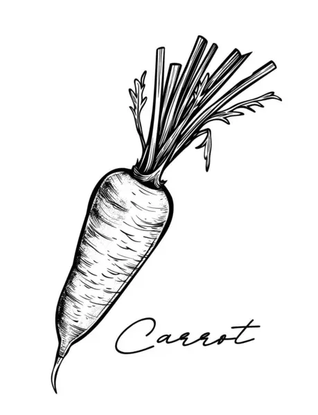 Carrot Hand Drawn Black White Vector Illustration — Stock Vector