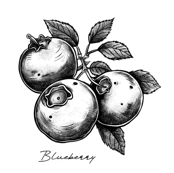 Blueberry Hand Drawn Black White Vector Illustration — Stock Vector