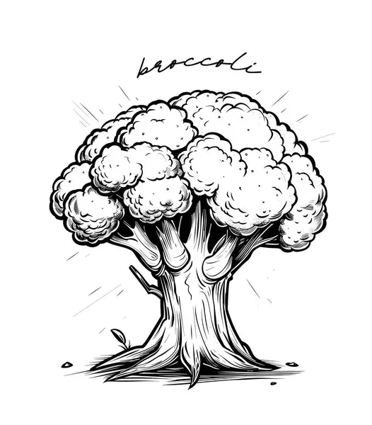 Broccoli Hand Drawn Black White Vector Illustration — Stock Vector
