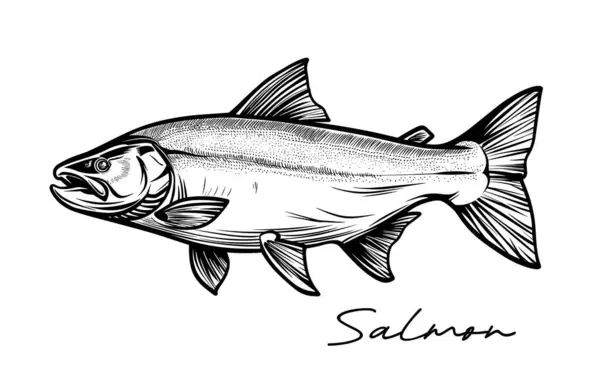Salmon Hand Drawn Black White Vector Illustration — Stock Vector
