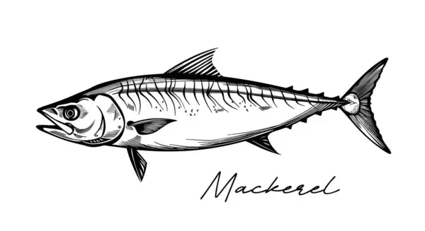 Mackerel Hand Drawn Black White Vector Illustration — Stock Vector