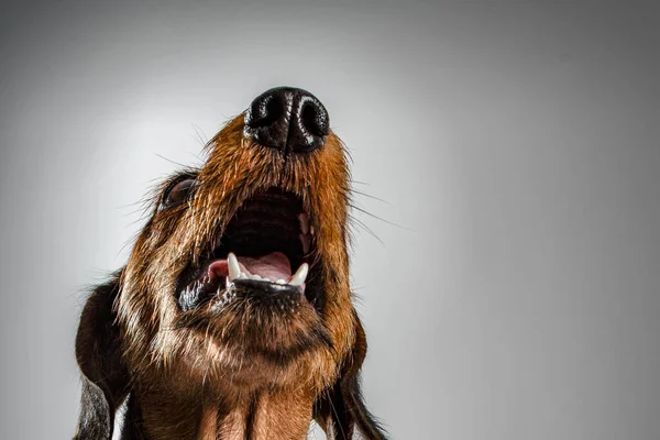 Портрет Милой Собаки Тёмном Фоне — стоковое фото