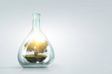 Cam şişenin içinde büyüyen ağaç. Karışık ortam