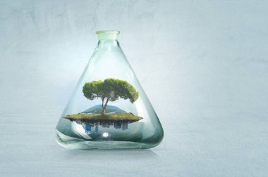 Cam şişenin içinde büyüyen ağaç. Karışık ortam