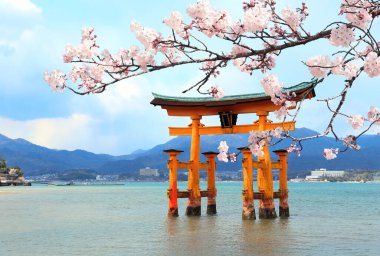 Pembe çiçekli ve Torii kapılı sakura dalları, Itsukushima Tapınağı, Miyajima Adası, Hiroşima Bölgesi, Japonya. UNESCO dünya mirası bölgesi. Japonya 'da bahar kiraz çiçeği mevsimi