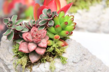 Taşın üzerinde pembe ve yeşil çiçekli Echeveria ve Sedum sulu bitkilerinin dekoratif bir karışımı. Farklı sulu Japon mini bahçesi. Küçük ev bahçesi kavramı