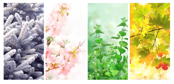 Four Seasons Year Set Vertical Nature Banners Winter Spring Summer — Foto de Stock