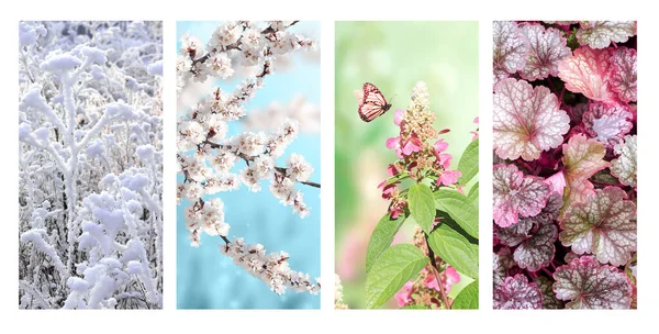 Vier Jahreszeiten Set Von Vertikalen Naturbannern Mit Winter Frühlings Sommer — Stockfoto