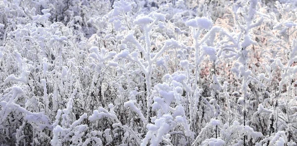 Horizontal Christmas banner with frost-covered grass and flowers. Holiday xmas background with snow and rime ice on bush. Twigs covered hoarfrost in sunset light
