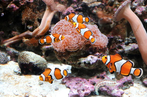 Sea Anemone Clown Fish Marine Aquarium Horizontal Banner Tropical Fish — Stock Photo, Image