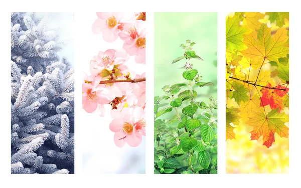 Four Seasons Year Set Vertical Nature Banners Winter Spring Summer — Foto Stock