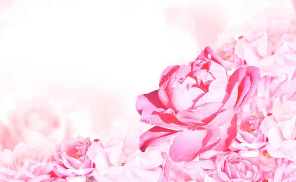 Poziomy Baner Różowymi Różami Rozmytym Tle Skopiuj Miejsce Tekst Skopiuj — Zdjęcie stockowe