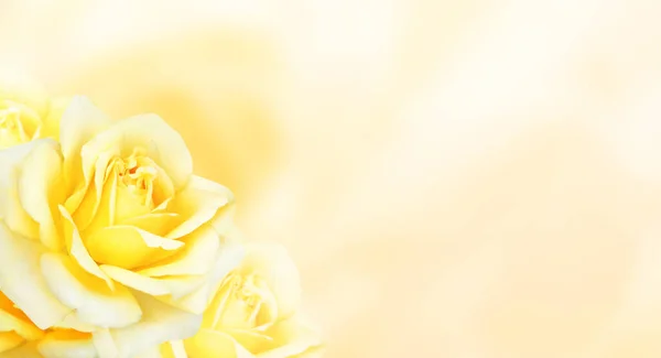 Horizontal banner with roses of yellow color on blurred background. Copy space for text. Mock up template. Can be used for wallpaper, wedding card, web page backdrop