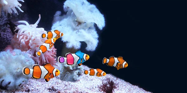 Friendship Tolerance Concept Yourself Unique Flock Ordinary Clownfish One Colorful — Foto de Stock