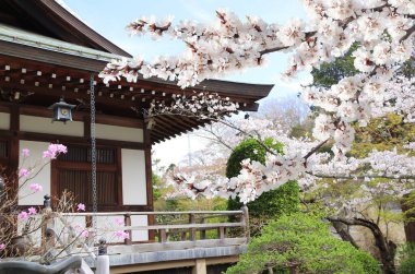 Roof of ancient temple and blooming sakura branches, Hasedera (Hase-dera) temple, Kamakura, Japan. Sakura blossom season. Cherry blooming season in Asia. Japanese hanami festival 