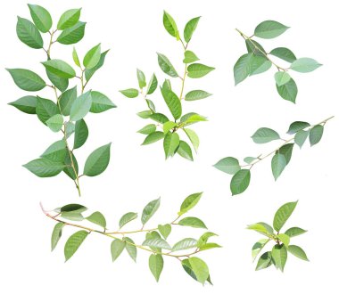 Yeşil yapraklı bir dal seti. Yeşil kiraz dalları koleksiyonu. Beyaz arkaplanda izole 