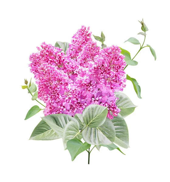Ramo Lilás Com Flores Folhas Twig Common Lilac Syringa Vulgaris — Fotografia de Stock