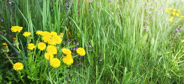 Close Yellow Blooming Dandelions Green Grass Horizontal Spring Background Fresh — Stock Photo, Image