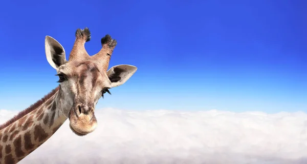 Baner Poziomy Żyrafą Nad Chmurami Słodka Żyrafa Niebie Fantastyczna Scena — Zdjęcie stockowe