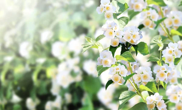 Branch Jasmine Jasminum Flowers Horizontal Sunny Background Sprig Blooming Jasmine — Stock Photo, Image