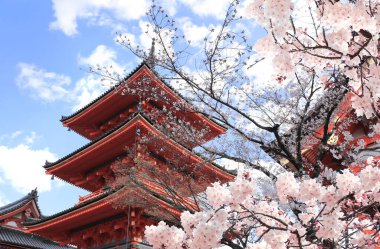 Ancient pavilion and blooming sakura branches in Fushimi Inari shrine. Spring time in Kyoto, Japan. Sakura blossom season. Cherry blossoming season in Asia. Japanese hanami festival 