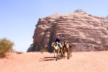 Bedouin with caravan of camels dromedary ride on off-road on sand among the rocks in Wadi Rum desert, Jordan. Desert landscape with camels, red sand and rocky mountains in Valley of the Moon