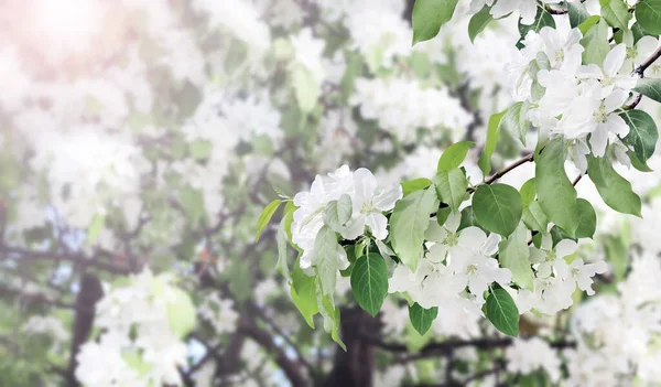 Branches Apple Tree White Flowers Horizontal Banner Beautiful Blooming Apple — Stock Fotó