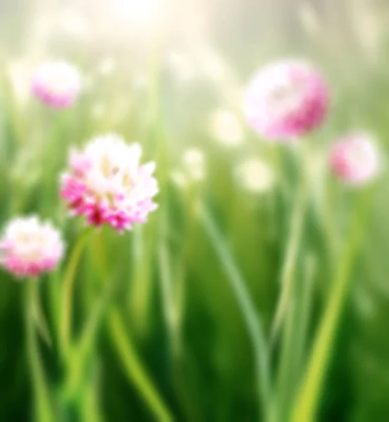 Blurred Natural Background Wild Red Clover Sunny Beautiful Defocused Greenery — Foto Stock