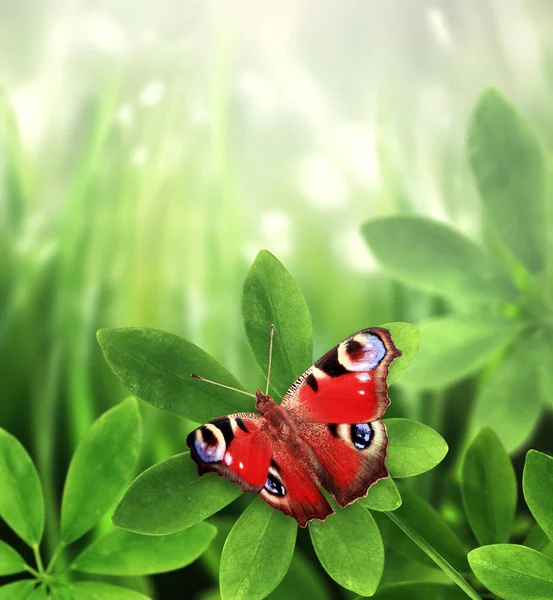 Close Peacock Butterfly Schefflera Leaves Sunny Beautiful Defocused Summer Background — Stock Photo, Image