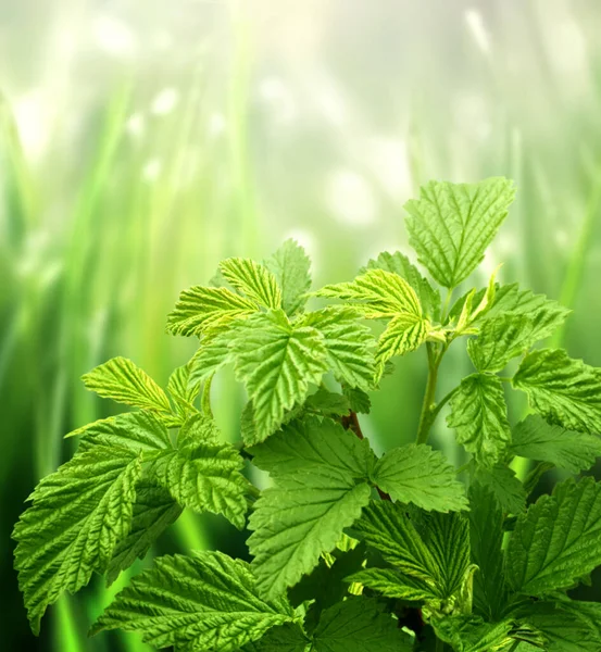 Close Green Leaves Sunny Beautiful Defocused Greenery Summer Background Vertical — Stockfoto