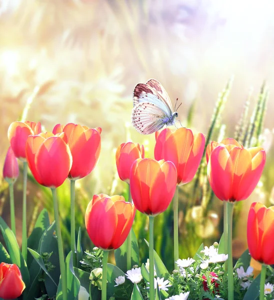 Butterfly and red tulips on abstract sunny blurred spring background. Summer scene with tulips flowers and green grass. Vertical spring banner. Mock up template. Copy space for text