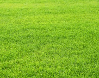 Green grass on lawn. Stadium grass. Trimmed lawn grass clipart