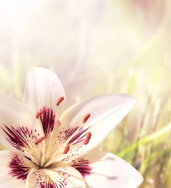 Lily Για Ηλιόλουστη Όμορφη Φύση Άνοιξη Φόντο Καλοκαιρινή Σκηνή Λουλούδι — Φωτογραφία Αρχείου