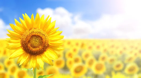Sunflower Blurred Sunny Nature Background Horizontal Agriculture Summer Banner Sunflowers — Fotografia de Stock