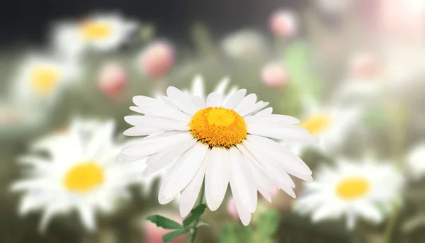 Papatya Çayır Çiçekleri Güneşli Bahar Arka Planında Güneş Işığında Papatya — Stok fotoğraf