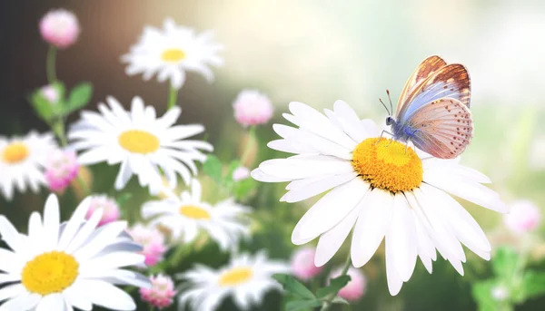 Papatya Çayır Çiçekleri Güneşli Bahar Arka Planında Kelebek Papatya Çiçekli — Stok fotoğraf