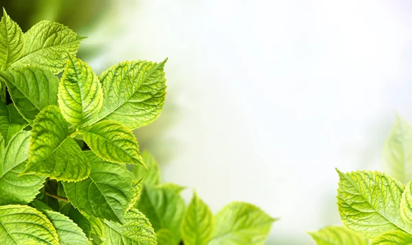 Close Green Leaves Hydrangea Sunny Beautiful Defocused Greenery Summer Background — Stock Photo, Image
